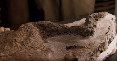 Hallan restos de un dinosaurio muerto vinculado al asteroide que causó su extinción