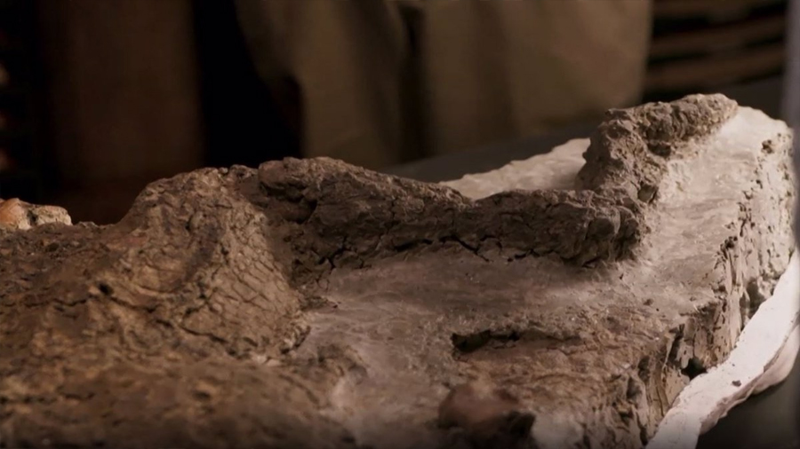 Hallan restos de un dinosaurio muerto vinculado al asteroide que causó su extinción