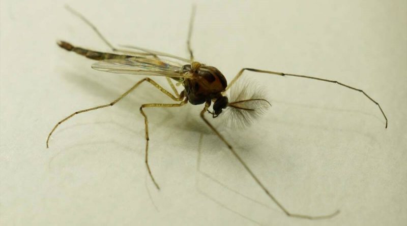 La ingestión de microplásticos desata cambios evolutivos en mosquitos