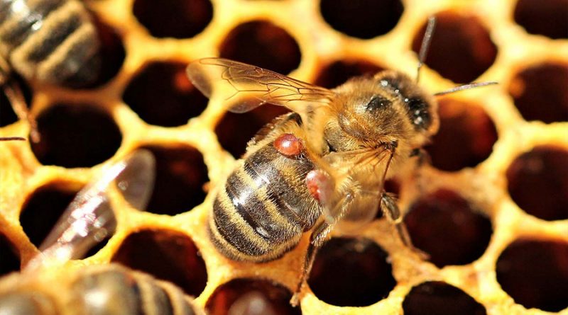 Un parásito está matando a las abejas, pero la ciencia tiene una buena noticia