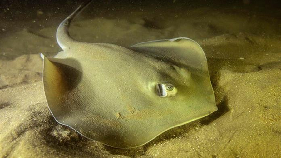 Marcan 10 mantarrayas para identificar sus patrones migratorios en Galápagos