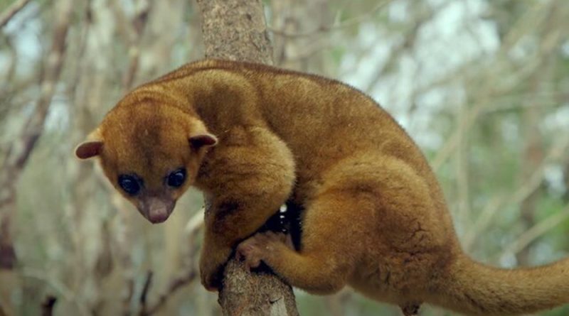 ¿Qué es una martucha? El curioso pariente de los mapaches que vive en México y Centroamérica