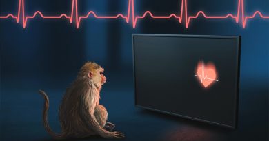 Los monos rhesus pueden percibir sus propios latidos