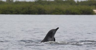 Salvar al delfín jorobado del Atlántico con tecnología acústica