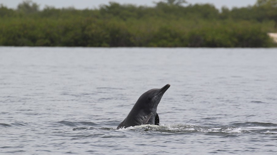 Salvar al delfín jorobado del Atlántico con tecnología acústica