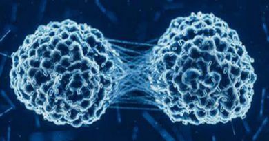 Unas perlas cargadas de células liberan citocinas para erradicar tumores