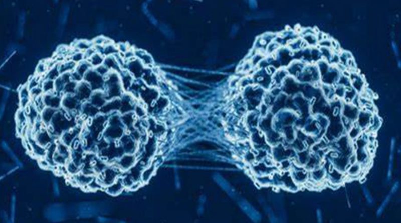 Unas perlas cargadas de células liberan citocinas para erradicar tumores