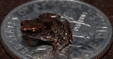 Descubrieron en México seis de las ranas más pequeñas del mundo