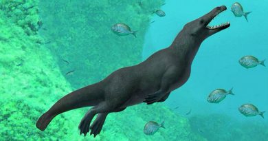 Ballenas de hace millones de años se movían como nutrias gigantes