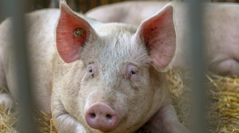 “Escuche a su cerdo”: Investigadores crean herramienta para saber su estado de ánimo