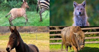 La mula no es la única: asombrosos animales híbridos que tal vez no conocías