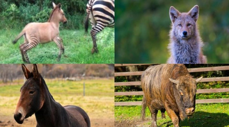 La mula no es la única: asombrosos animales híbridos que tal vez no conocías
