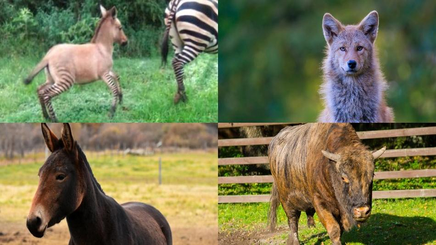 La mula no es la única: asombrosos animales híbridos que tal vez no conocías