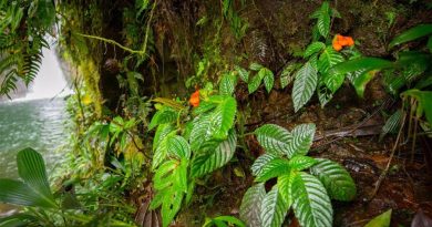 Una planta tropical dada por extinta hace 40 años reaparece en Ecuador