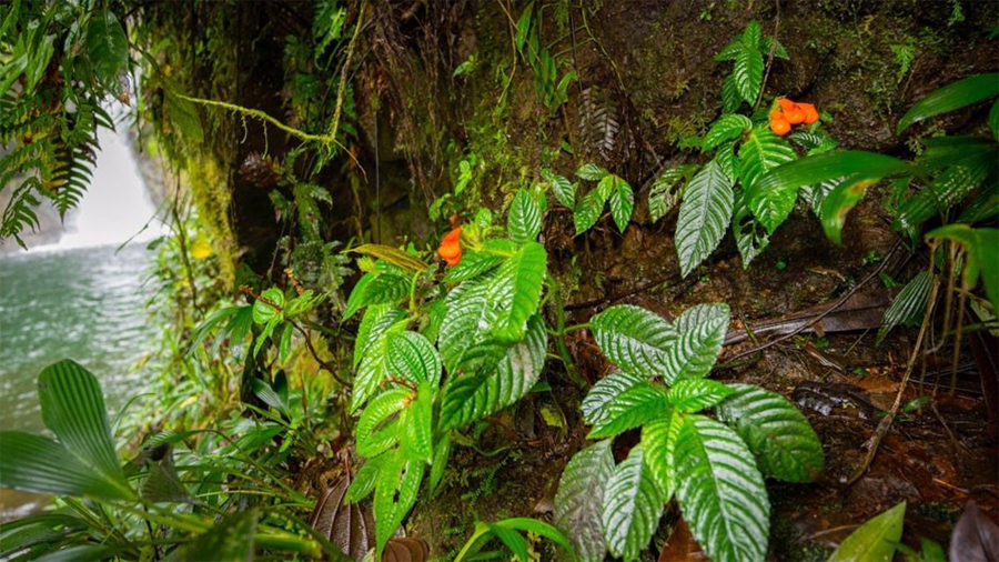 Una planta tropical dada por extinta hace 40 años reaparece en Ecuador