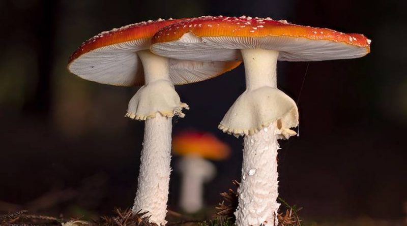 ¿Los hongos pueden hablar? Estudio revela cómo se comunican entre sí