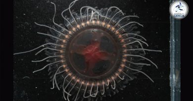Descubren una nueva especie de medusa en las profundidades del océano