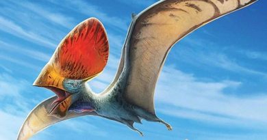 Fin del misterio: el pterosaurio Tupandactylus tenía plumas y de varios tipos