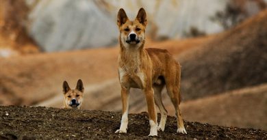 ¿Perros o lobos? Científicos descifran qué son los dingos, una misteriosa especie australiana