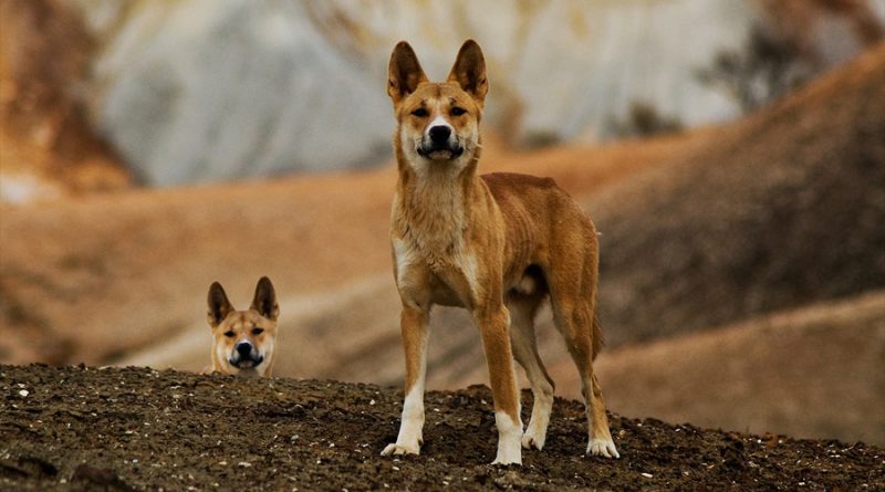 ¿Perros o lobos? Científicos descifran qué son los dingos, una misteriosa especie australiana