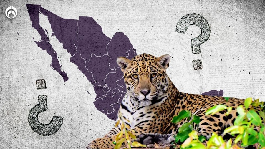 Tren Maya: ¿Cuántos jaguares quedan en México?