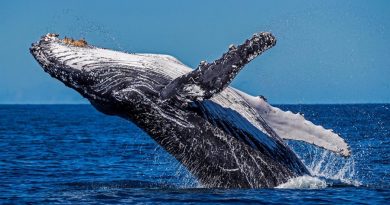 Científicos descubren y registran por primera vez un nuevo sonido de ballena jorobada