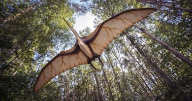 Descubren dato nunca antes registrado sobre los pterosaurios