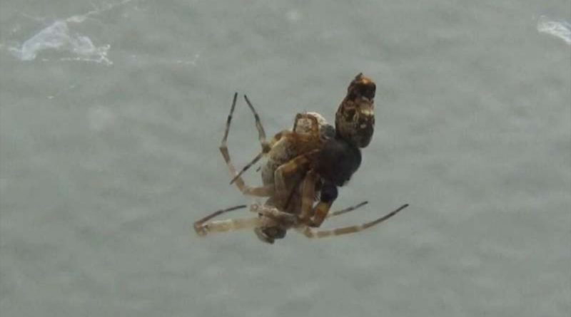 Después del sexo, las arañas macho saltan para salvar su vida