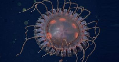 Casi 40 tentáculos: esta es la medusa coronada más grande que se ha descubierto