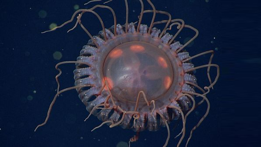 Casi 40 tentáculos: esta es la medusa coronada más grande que se ha descubierto