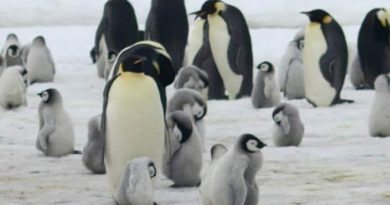 Philippe Cousteau defiende crear tres nuevas áreas protegidas en la Antártida