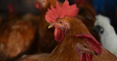China detecta el primer caso de gripe aviar H3N8 en humanos
