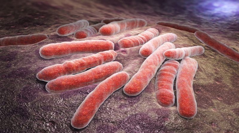 Logran escudriñar la evolución del grupo de bacterias de la tuberculosis