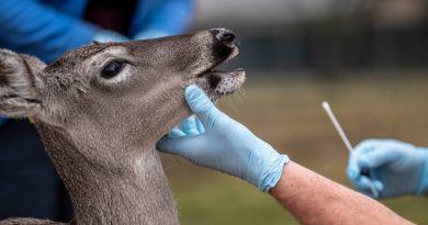 Científicos descubren virus SARS-CoV-2 en ciervos de América del Norte: ¿Existe riesgo de una nueva mutación?