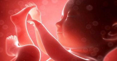 Científicos descubren un nuevo avance en el conocimiento del desarrollo de los embriones de mamíferos