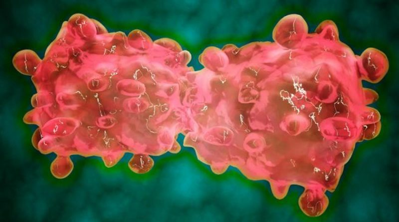 Descubren el primer anticuerpo que ataca las células madre del cáncer