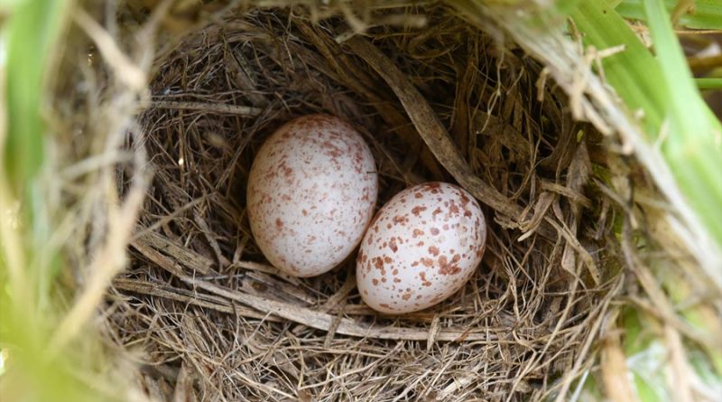 La ventaja evolutiva de las aves que imitan huevos se convierte en un arma de doble filo