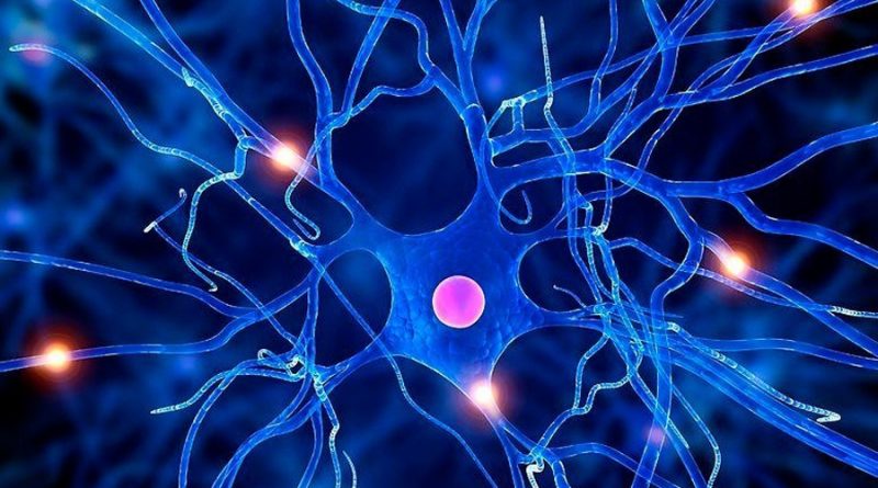 Científicos logran fabricar células nerviosas artificiales