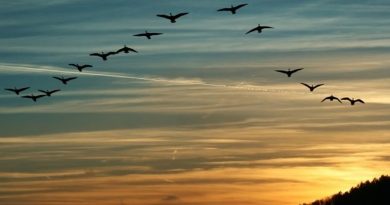 El misterio de por qué algunas aves vuelan en V está muy cerca de ser resuelto