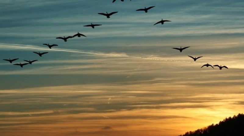 El misterio de por qué algunas aves vuelan en V está muy cerca de ser resuelto