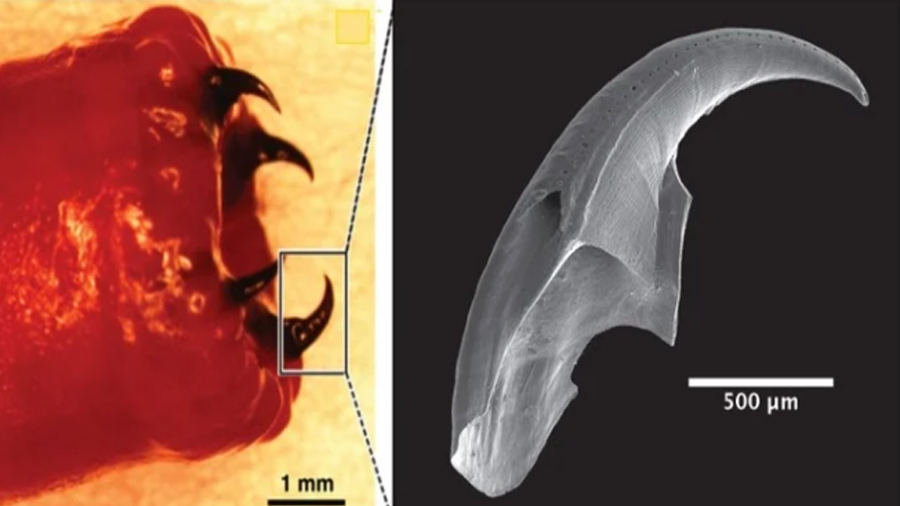 Científicos descubren que un gusano marino forma sus mandíbulas de cobre, proteína y veneno