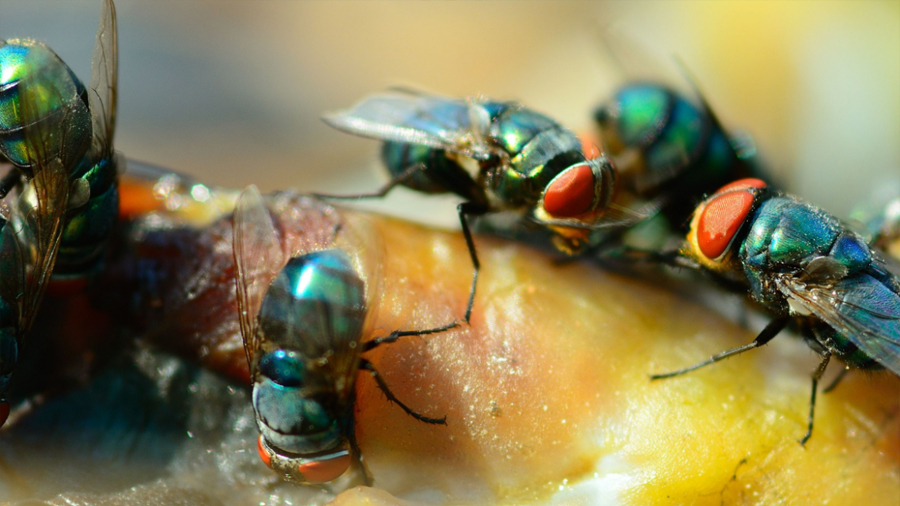 Descubren un tipo de muerte celular desconocido en los intestinos de la mosca