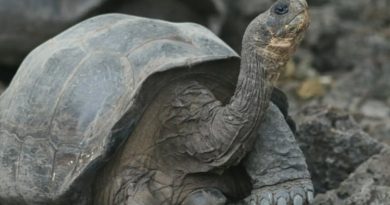La tortuga más longeva del mundo tiene 190 años