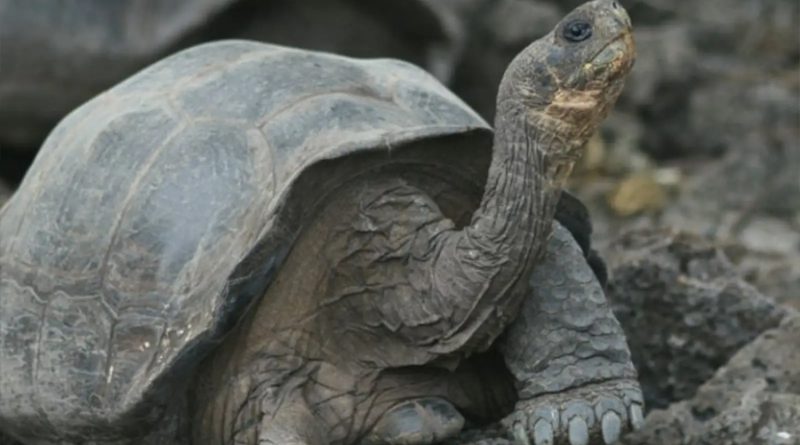 La tortuga más longeva del mundo tiene 190 años
