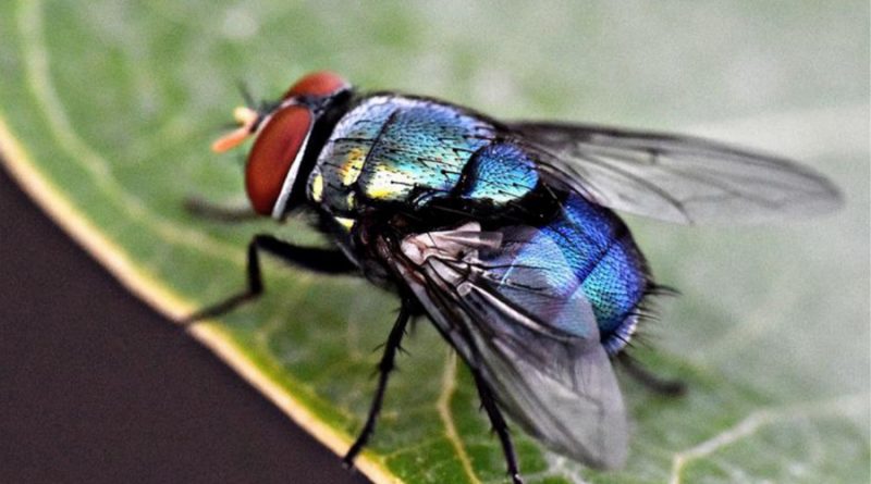Este es el imprescindible trabajo de las moscas en el mundo, que no conocías