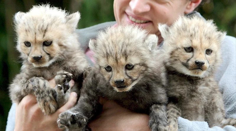 Nacen tres guepardos asiáticos, una especie en peligro de extinción