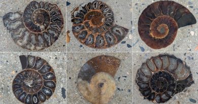 Descubren fósiles de moluscos de era de los dinosaurios en Bangkok