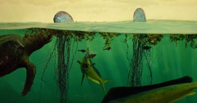 La extinción masiva de la biodiversidad de los océanos acecha a la Tierra