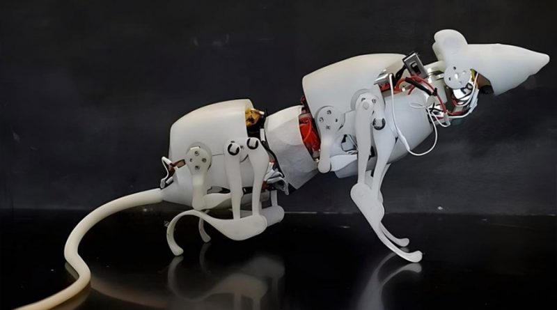 Científicos crean la primera rata robot: se mueve igual que las reales y se llama SquRo
