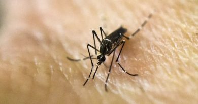 Científicos hallan el olor que ayuda a los mosquitos a encontrar a sus víctimas humanas